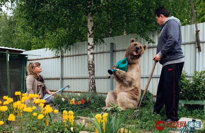 Những bức hình thân mật giữa cặp vợ chồng người Nga với chú gấu nâu khổng lồ nhanh chóng thu hút sự chú ý của cộng đồng mạng.