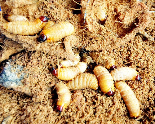  Đuông dừa là ấu trùng dạng sâu của bọ kiến dương. Là đặc sản cao cấp ở Việt Nam, một con đuông giống con được bán với giá khoảng 25.000 đồng và một đĩa đuông dừa sau khi chế biến có giá lên đến vài triệu đồng.