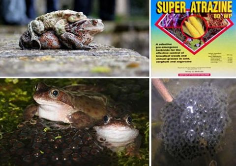  Ếch châu Phi. Một số loài ếch ở châu Phi có con đực phát triển thành con cái do phải sống trong môi trường chứa hóa chất Atrazine, một loại hóa chất được tìm thấy trong nhiều loại thuốc diệt cỏ. Khi nó giao phối với các con ếch đực khác thì sẽ đẻ trứng và nở ra con đực. 