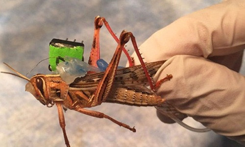  Châu chấu. Mặc dù chó được huấn luyện nhiều nhất để rà bom mìn nhưng châu chấu mới thực sự là những “cao thủ” phát hiện chất nổ cực giỏi. Các nhà khoa học đã tận dụng lợi thế của hệ thống khứu giác tự nhiên bên trong mũi của châu chấu để rà bom mìn, giúp tiết kiệm rất nhiều chi phí và đặc biệt còn hoạt động tốt hơn cảm biến của máy móc nhiều.