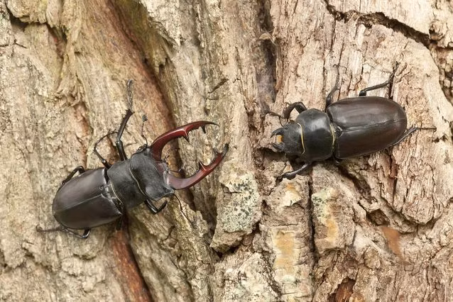 Bọ cánh cứng Stag. Bọ cánh cứng Stag trở thành những tay đấu sĩ cừ khôi nổi bật với thân hình to tròn, mai cứng và đặc biệt là phần hàm hình gọng kìm hơi bị nguy hiểm, bạn sẽ bị đau đớn kéo dài nếu bị nó kẹp vào da thịt. Nguồn: MNN