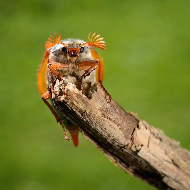 Bọ da (Cockchafer). Còn được gọi là doodlebugs hoặc maybugs, cockchafers thuộc chi Melolontha và có thể dễ dàng xác định bởi hình dạng dãy hình "lá" nhô ra từ râu. Nguồn: MNN