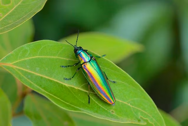 Bọ cánh cứng Jewel. Đây được đánh giá là loài côn trùng thuộc dòng họ Coleopteras đẹp nhất thế giới. Vỏ, mai và đầu cổ được bọc giáp rất cứng mà có rất nhiều màu nổi bật, óng ánh. Nó có thể được tìm thấy ở các nước châu Á như Trung Quốc, Nhật Bản, Ấn Độ, Thái Lan và Myanmar. Nguồn: MNN