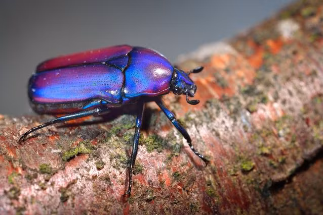 Loài côn trùng này nằm trong top bộ côn trùng xinh đẹp với màu xanh dương sáng rực kèm hồng, tím. Nguồn: MNN