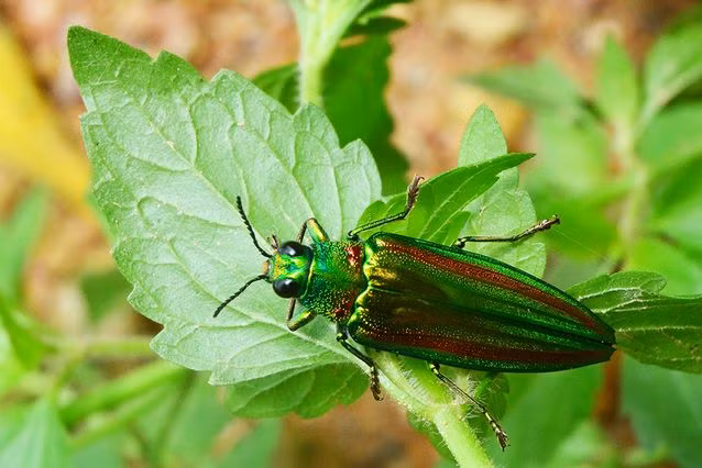 Bọ cánh cứng. Bọ cánh cứng là nhóm côn trùng với số lượng loài lớn nhất được biết đến, khoảng 40% côn trùng được mô tả là bọ cánh cứng và chủng loại bọ cánh cứng ngày càng được khám phá nhiều hơn. Nguồn: MNN