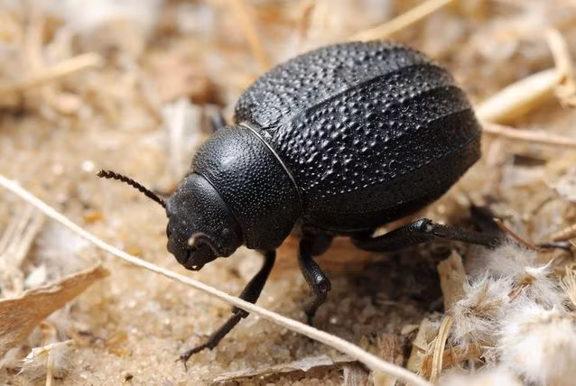 Bọ cánh cứng sa mạc Namib. Bọ cánh cứng sa mạc Namib xuất hiện chủ yếu ở những vùng khô cằn nhất trên thế giới đặc biệt là sa mạc Namib, nó nổi bật với màu đen huyền óng toàn tập, phần mai khá lởm chởm, ghồ ghề. Nguồn: MNN