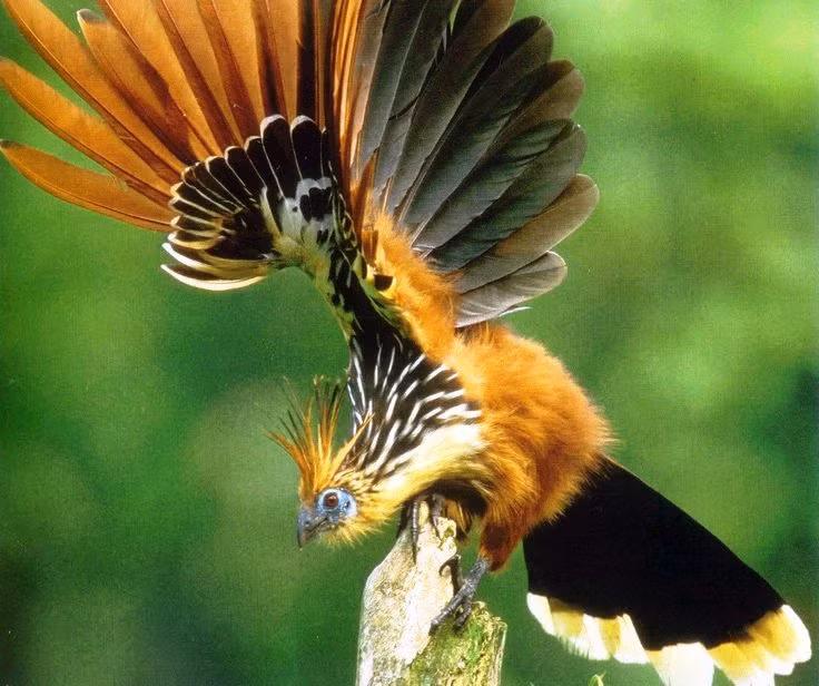 Gà móng là một trong số các loài chim quý hiếm chỉ ăn cỏ. Nó ăn nhiều loài thực vật khác nhau như lá cây chân bê, các cây họ đậu và một số cây mọng nước khác. Chúng thường dành 4 tiếng mỗi ngày để ăn. Chúng thường ăn vào buổi sáng và chiều muộn.