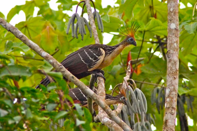 Gà móng có đôi cánh phát triển hoàn thiện nhưng chúng rất ít khi bay. Không giống như những loài chim khác, cơ ngực của gà móng kém phát triển. Nguyên nhân là do diều gà móng phát triển to, chiếm nhiều chỗ hơn các loài chim khác.