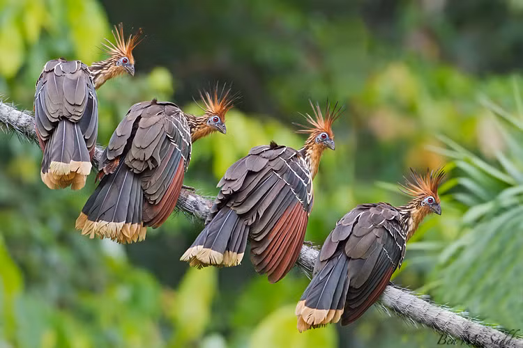 Do chế độ ăn đặc biệt nên gà móng phải nhờ đến sự trợ giúp của các loại vi khuẩn có trong diều của nó để tiêu hóa thức ăn. Quá trình tiêu hóa ở gà móng cũng diễn ra tương tự như các loài động vật nhai lại khác.