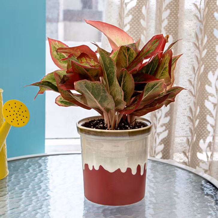 Ngoài ra, cây phú quý còn mang lại sự may mắn, giàu sang, phú quý đúng như tên gọi của nó. Chính vì vậy mà loài cây này thường được lựa chọn để tặng nhau vào các dịp tết hoặc mừng thọ,...