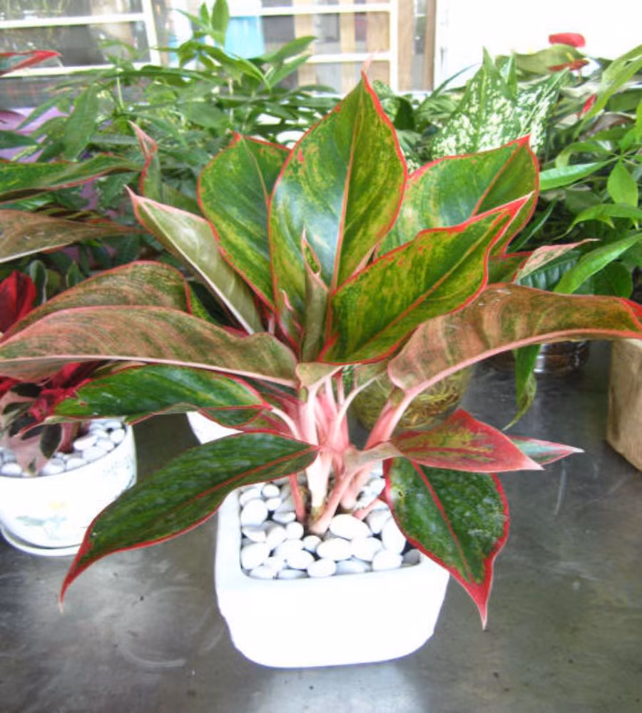 Trong phong thủy, cây phú quý mang ý nghĩa thịnh vượng, thông thái. Người ta còn quan niệm đặt cây phú quý tỏng phòng làm việc sẽ giúp cải thiện trí nhớ và làm việc hiệu quả hơn.