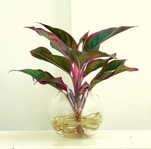 Cây phú quý là loài cây khỏe mạnh, có sức sống dẻo dai và dễ chăm sóc. Loài cây này cần ít nước. Vào mùa khô, một ngày chỉ cần phun sương một lần là đủ lượng nước cần thiết cho cây.