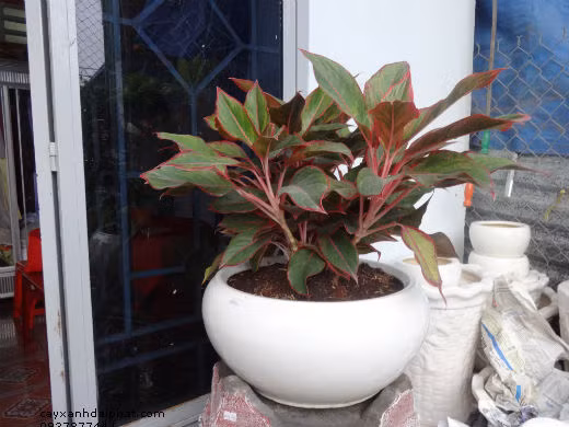 Cây phú quý có bộ rễ phát triển mạnh mẽ và nhanh ra lá mới. Thân cây màu trắng hồng. Lá cây xanh bóng với viền ngoài của lá có màu đỏ. Ngoài tác dụng trang trí, tác dụng lọc sạch không khí, hấp thụ chất hữu cơ dễ bay hơi gây bệnh cho con người, giảm bớt khói bụi.