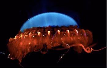  Sứa biển Atolla. Sứa biển Atolla khi bị tấn công sẽ ngay lập tức phát sáng rực rỡ. Ánh sáng mà nó phát ra có thể chiếu sáng xa tới 91,44m. Khi đó, các loài to lớn hơn sẽ bị thu hút bởi ánh sáng này và phóng ngay đến. Bấy giờ kẻ đi săn lại trở thành con mồi và sứa sẽ tranh thủ cơ hội này thoát thân.