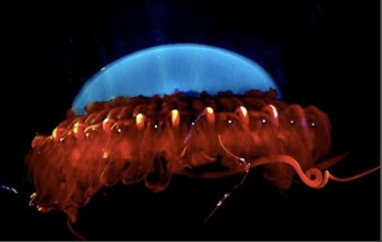  Sứa biển Atolla. Sứa biển Atolla khi bị tấn công sẽ ngay lập tức phát sáng rực rỡ. Ánh sáng mà nó phát ra có thể chiếu sáng xa tới 91,44m. Khi đó, các loài to lớn hơn sẽ bị thu hút bởi ánh sáng này và phóng ngay đến. Bấy giờ kẻ đi săn lại trở thành con mồi và sứa sẽ tranh thủ cơ hội này thoát thân.