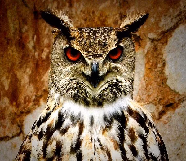  Cú đại bàng Á- Âu. Cú đại bàng Á- u hay còn gọi là cú đại bàng là một trong những loài lớn nhất thuộc họ Cú mèo. Loài cú này thường làm tổ trên những gờ vách đá, đường nứt và hang động. Đây là kẻ săn mồi đáng sợ trong tự nhiên vì thức ăn của chúng bao gồm cả những loài vật có kích thước lớn hoặc tương đương nó như cáo và cả các loài cú khác.