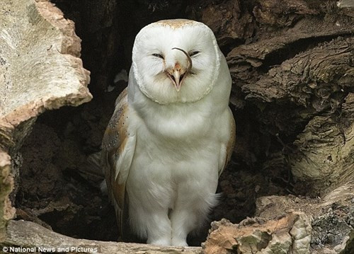  Cú lợn. Đặc điểm nổi bật nhất của cú lợn là có khuôn mặt hình trái tim và bộ lông hoa mỹ. Đây cũng là một trong những loài phân bố rộng nhất trong lớp Chim và có tới 22 tên gọi khác nhau tùy quốc gia. Cú lợn thường làm tổ trong các hốc cây hoặc các hốc ở mái nhà, vùng đồng cỏ rậm. Thức ăn của chúng là chuột.