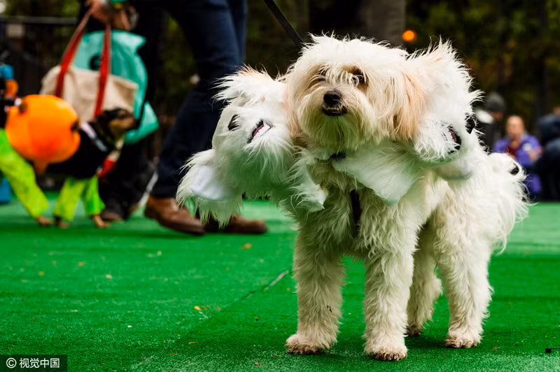 Trong hình là chú chó được chủ nhân trang trí theo kiểu "quái vật ba đầu".