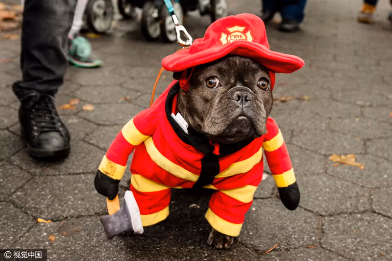 Một chú chó ngao hóa thân thành kẻ cuồng sát với lưỡi rừu trên tay.