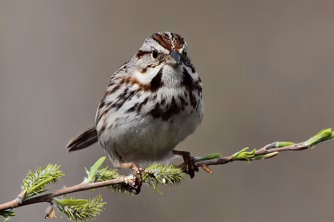 Chim Bách Thanh có thể sống trong tự nhiên khoảng 11 năm nhưng thực tế chúng chỉ sống 3-4 năm. 