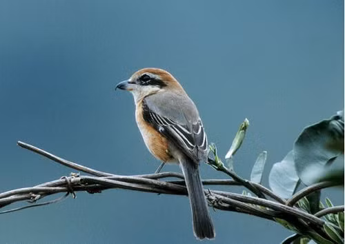 Loài chim đặc biệt này là động vật ăn thịt, nó cũng săn bắt và ăn côn trùng, thằn lằn, chim, cóc và rắn. 