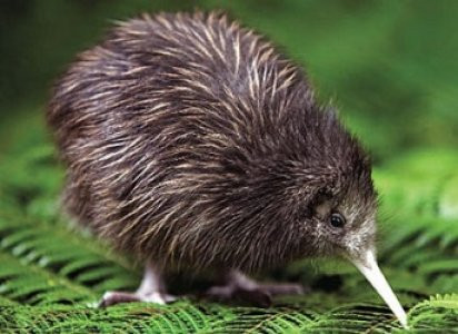 Cả hai buồng trứng của chim Kiwi đều có thể hoạt động (các loài chim khác chỉ có buồng trứng bên trái là hoạt động). Trứng của nó có kích thước lớn, có kích thước bằng 20% kích thước cơ thể nó. Nếu so sánh kích thước trứng với tỉ lệ cơ thể thì chim Kiwi đẻ trứng còn to hơn cả đà điểu. Mỗi năm, nó chỉ đẻ từ 2 - 3 quả trứng.