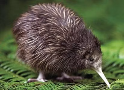 Cả hai buồng trứng của chim Kiwi đều có thể hoạt động (các loài chim khác chỉ có buồng trứng bên trái là hoạt động). Trứng của nó có kích thước lớn, có kích thước bằng 20% kích thước cơ thể nó. Nếu so sánh kích thước trứng với tỉ lệ cơ thể thì chim Kiwi đẻ trứng còn to hơn cả đà điểu. Mỗi năm, nó chỉ đẻ từ 2 - 3 quả trứng.