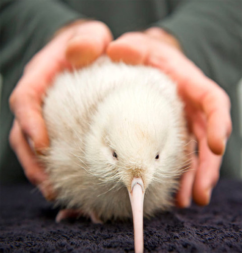 Không giống như những loài chim khác, chim Kiwi có mỏ dài và lỗ mũi của nó nằm ở phía cuối mỏ. Chiếc mỏ này được nó dùng để đào đất và tìm thức ăn. Chim Kiwi có khả năng đánh hơi rất tốt nhưng thị lực của nó lại rất kém. Ban đêm, tầm nhìn xa của nó là 1,8m và chưa đến 1m vào ban ngày.