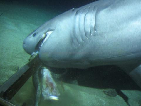 Cá mập 6 mang sống chủ yếu ở mức 2.400 m dưới đáy đại dương. Cơ thể có màu nâu nhạt hoặc đen với một đường viền sáng chạy xuống hai bên các cạnh vây. Hai bên của chúng còn có những đốm màu tối hơn.