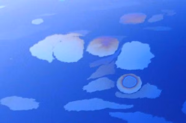 Hien tuong la: Thuc vat phu du xuat hien tren vet loang dau