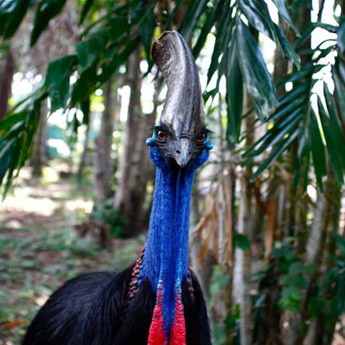 Thức ăn của đà điểu đầu mèo là cá, nấm, ốc sên, hoa, các loại côn trùng, ếch, chim và chuột.