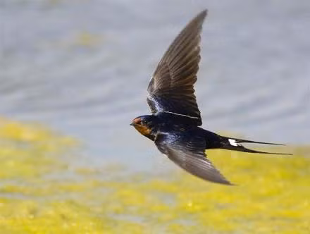  Chim én dài từ 9cm - 23cm và nặng từ 40g - 184g. Mỏ của nó mềm, hơi cong, cơ thể lùn và chắc mập, cánh hẹp có thể giãn dài, đuôi hình chạc. Chim én bay rất giỏi và phần lớn thời gian sống của nó là bay lượn trên bầu trời. Nó ăn, uống, ngủ, thậm chí là giao phối trên không trung. Chim én chỉ đáp xuống mặt đất để sinh nở.