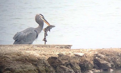  Chim diệc xanh lớn là những chuyên gia săn mồi với khả năng săn cá mập da báo vô vùng tài tình. Ngoài cá mập, thức ăn của loài chim này còn bao gồm động vật lưỡng cư, bò sát, cá và động vật có vú. Ngay cả cá sấu con cũng có thể trở thành bữa ăn của chúng.