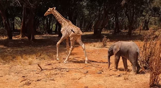 Tinh ban ky la cua voi va huou mo coi