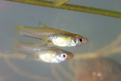  Cá diệt bọ gậy. Cá diệt bọ gậy đang gây hại cho các hệ sinh thái thủy vực vì đặc tính phàm ăn của chúng. Loài cá này có khả năng chịu đựng được sự thay đổi lớn về môi trường như: nhiệt độ, độ ô nhiễm của nguồn nước,...