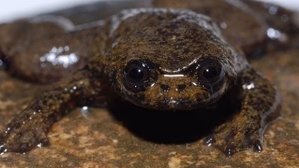 2. Ếch Bornean Ếch Bornean không có phổi cũng không có mang. Vậy nó hô hấp bằng cách nào? Câu trả lời đến từ bộ da đặc biệt của chúng. Loài ếch Bornean thở qua da. Mặc dù việc này không thật sự hiệu quả nhưng do ếch Bornean có tỷ lệ trao đổi chất thấp nên nó không cần nhiều oxy. Nguồn: listverse 
