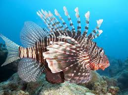 Chúng nổi tiếng là có màu sắc sặc sỡ, với những sọc màu trắng, đỏ, da cam, và màu nâu.