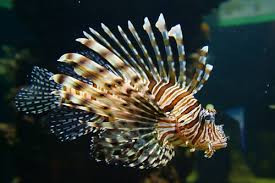 Chúng có tốc độ sinh sản kinh khủng, cá sư tử cái có thể đẻ tới 30 000 quả trứng trong vòng 7 ngày, và sau 2 ngày trứng sẽ nở. 