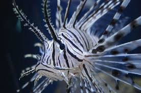 Cá sư tử có các vảy ở ở ngực mượt như lông để thu hút các con mồi nhỏ hơn. Chúng có hơn 13 hoặc 18 gai lớn trên lưng, được sử dụng để phòng thủ.