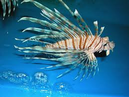 Kích cỡ của cá sư tử phụ thuộc vào từng giống loài, loài cá sư tử nhỏ nhất dài 5.08cm, loài cá sư tử lớn nhất dài tới 40.6cm. Cân nặng trung bình từ 0.4kg-0.9kg. 