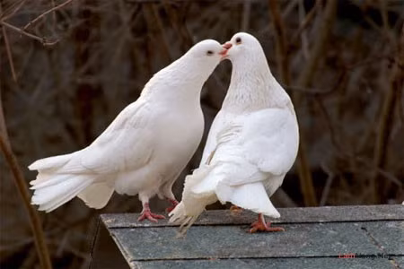  Chim bồ câu: Thật đáng ngạc nhiên khi chim bồ câu cũng lọt vào danh sách những động vật bị ghét nhất. Lý do vì sao lại như vậy? Sự thật là chim bồ câu ăn trộm thức ăn của bạn, chúng có thể mang bệnh và lây nhiễm sang cho con người, và trên tất cả, chúng rất bẩn. Đó là nguyên nhân vì sao nhiều người lại ghét loài động vật này đến như vậy. 