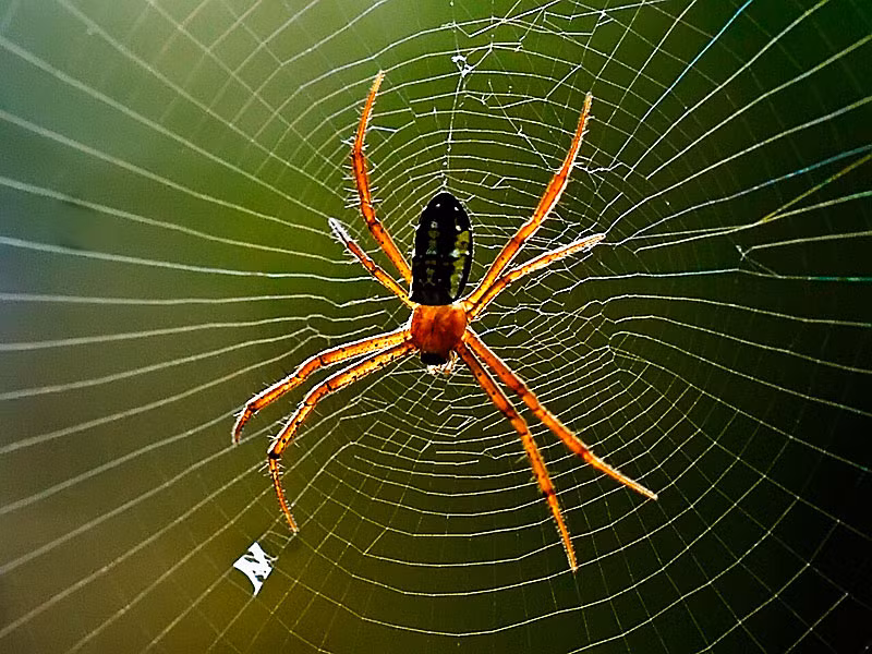 Nhện: Tương tự như rắn, nhện cũng là một trong loài động vật bị ghét nhất hành tinh. Phần lớn nhện không có nọc độc và vô hại nhưng ngoại hình “lông lá” của chúng nhìn kinh hãi khiến nhiều người hoảng sợ. Bên cạnh đó, chúng còn tạo ra mạng nhện, làm bẩn ngôi nhà của bạn.