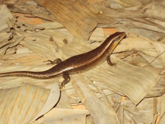  Thằn lằn: Là động vật khá phổ biến nhưng thằn lằn cũng khá khác biệt. Chúng thực sự phiền toái và là vật trung gian mang vi sinh vật gây bệnh. Tuy thằn lằn không đẹp hoàn hảo và bị nhiều người “ghẻ lạnh” nhưng cũng là con vật khá có ích vì chúng ăn côn trùng, ruồi, muỗi. 