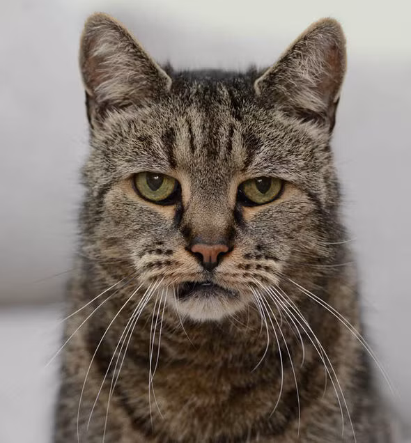 Tuổi thọ trung bình của một con mèo là khoảng 15 năm. Tuy nhiên chú mèo Nutmeg đã sống đến tuổi thứ 31. Tính theo cách quy đổi trung bình tuổi thọ của con người, thì chú mèo này sống tương đương với 141 năm tuổi người. 