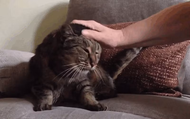 Cặp vợ chồng đã quyết định đưa mèo Nutmeg đến một bác sĩ thú y, khi đó họ đã xác định Nutmeg được 5 năm tuổi. 