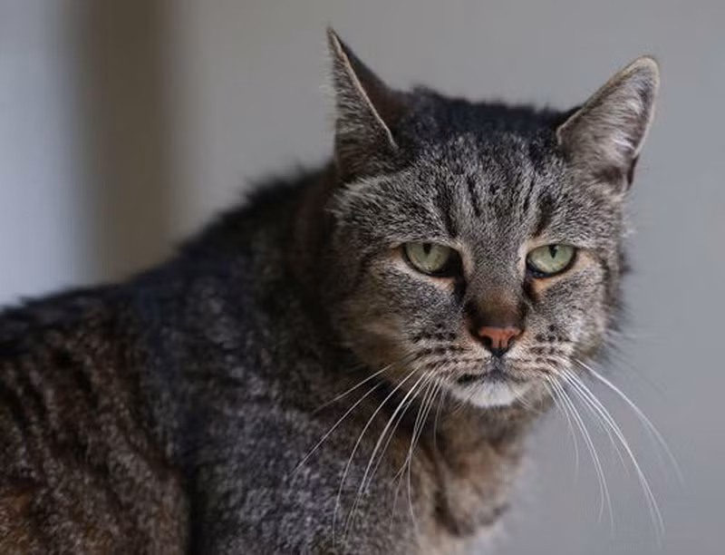 Ian chia sẻ: “Nutmeg rất thân thiết với cha của tôi, Robert, khi ông qua đời ở tuổi 93.