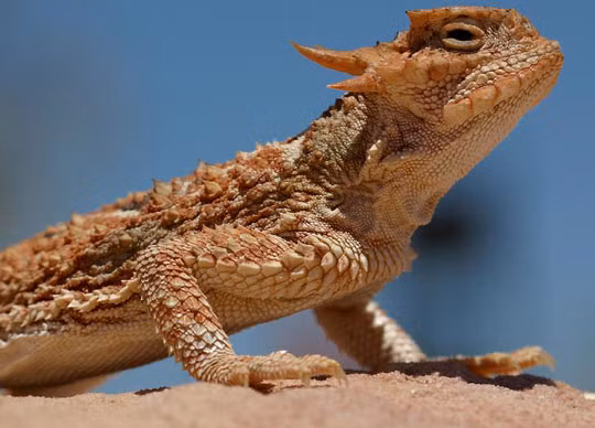 Khi đối mặt với nguy hiểm, thằn lằn gai giấu đầu vào hai chân trước và bộc lộ chiếc đầu giả của mình. Nó sử dụng chiếc đuôi cong để bám chặt vào mặt đất. Thằn lằn gai hiếm khi thổi phồng cơ thể lên để hăm dọa kẻ thù.