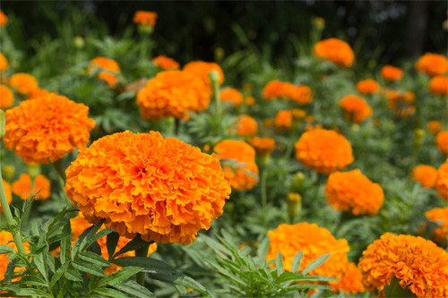 Ở Trung Mỹ, cúc vạn thọ được sử dụng để rửa xác chết. Trong khi đó, ở Mexico và nhiều nước phương Tây, cúc vạn thọ tượng trưng cho ngày tôn vinh người chết diễn ra ngày 2 tháng 11 hằng năm.