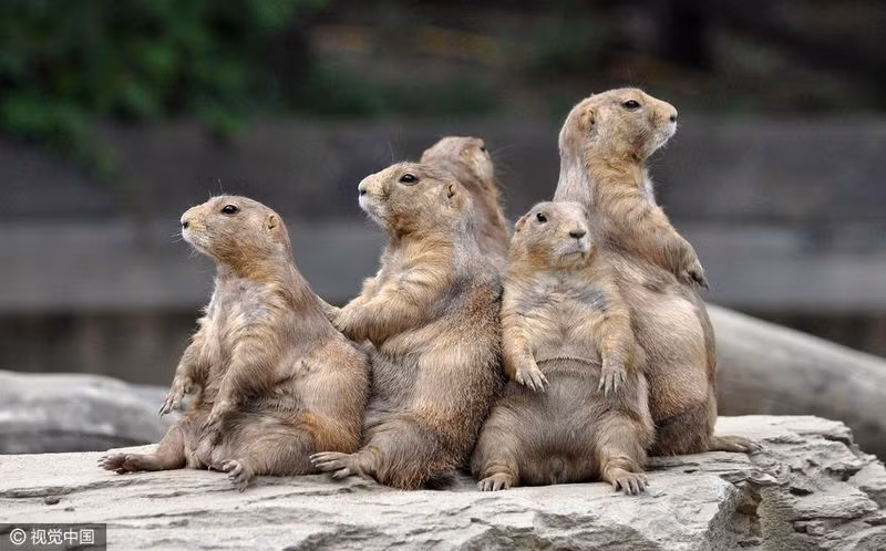 Đại gia đình sóc đất tụ tập ngồi và tắm nắng cùng nhau.