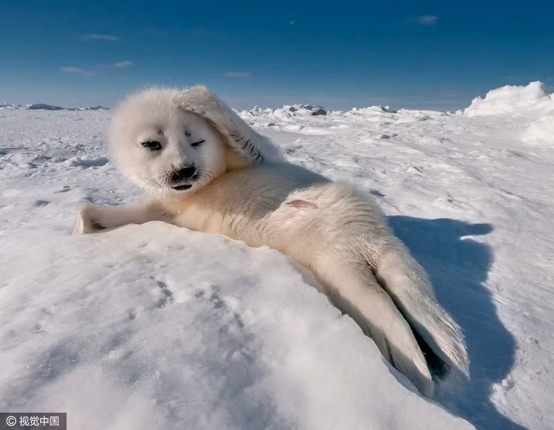 Tại đảo Madeleine, Canada, nhiếp ảnh gia Gunther Riehle đã có tiếp xúc gần gũi với chú hải cẩu con, nó rất điềm tĩnh như một người mẫu chuyên nghiệp dày dạn kinh nghiệm.